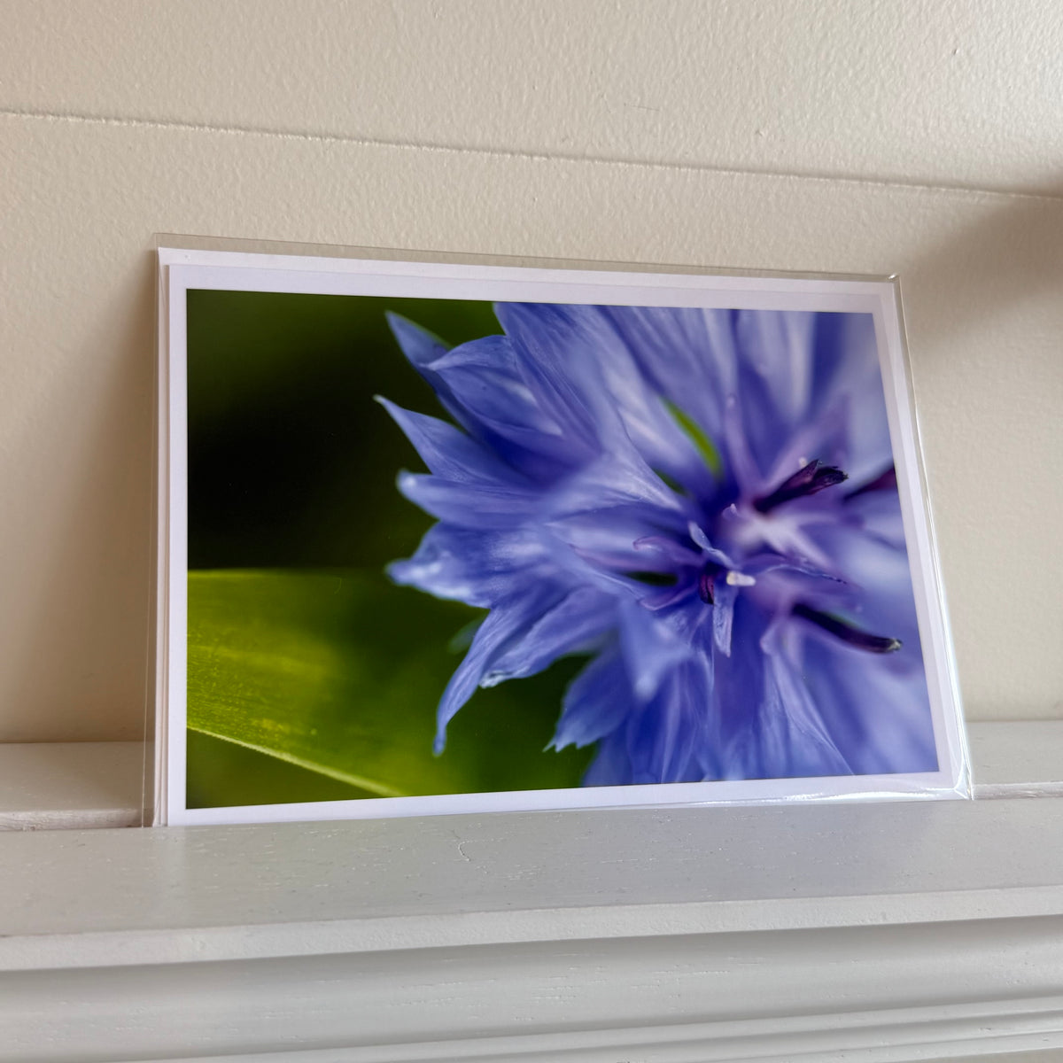 5x7 cards - local artist!
