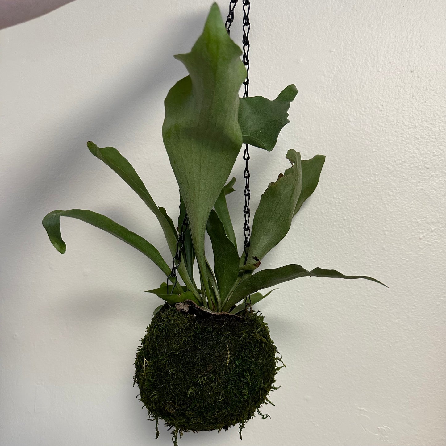 Koke Sphere - Staghorn Fern