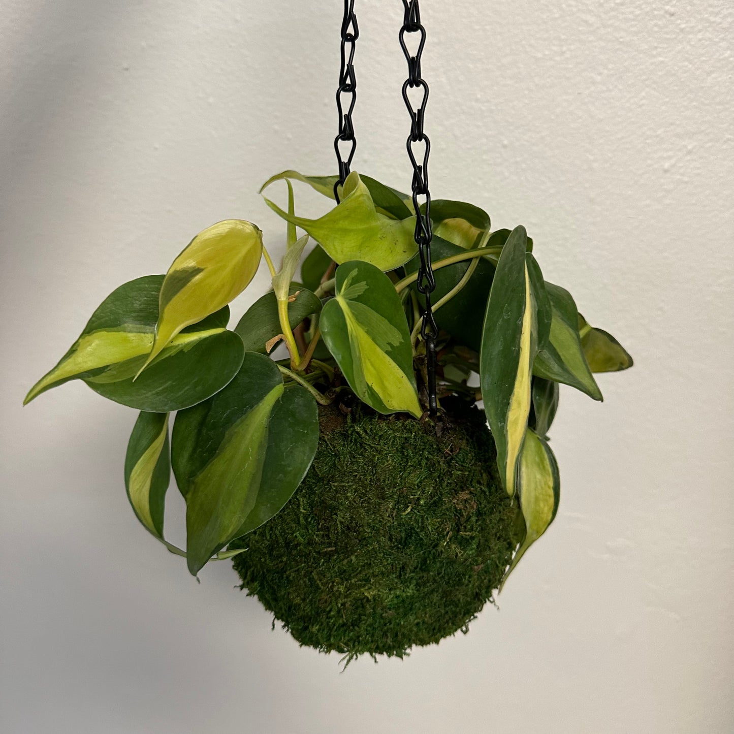 house plants in Williamsport, pa