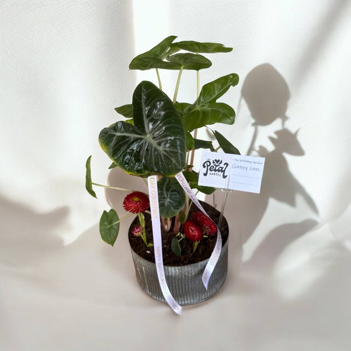 Alocascia 6” - The Petal Parcel