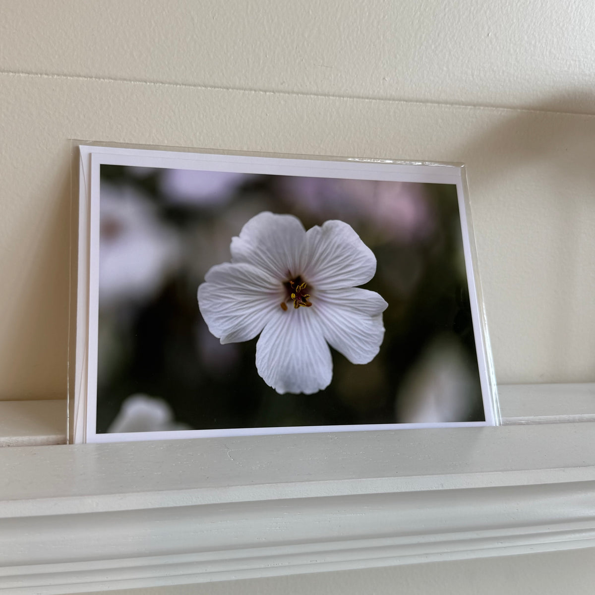 5x7 cards - local artist!