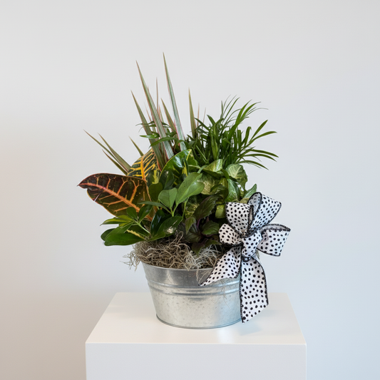 The Classic Dishgarden