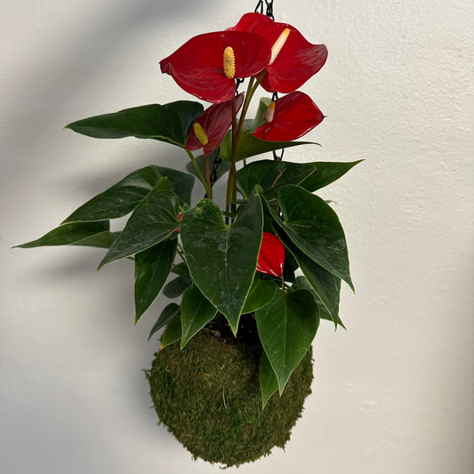 Koke Sphere - Anthurium