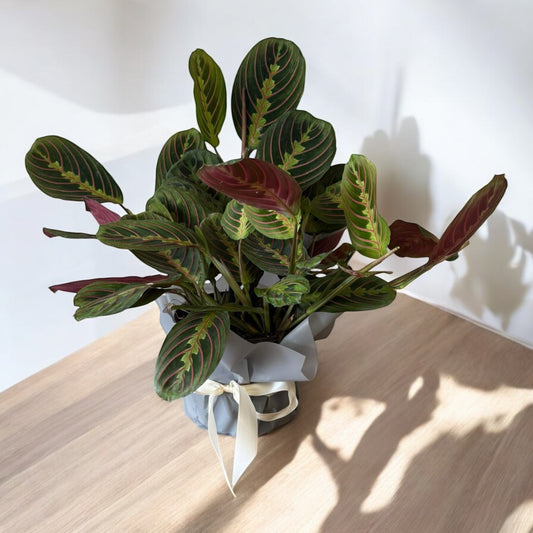 Red Prayer Plant