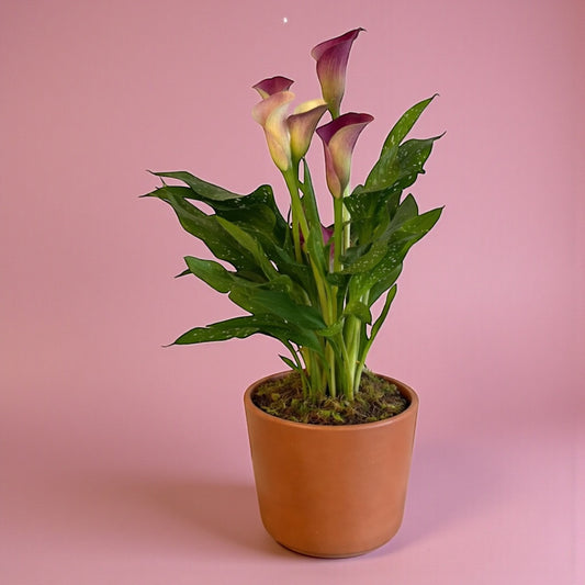 Calla Lily Plant